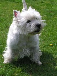 Klik op de foto voor groter formaat